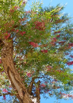TROPICA - Peruanischer Pfefferbaum (Schinus molle var. areia) - 50 Samen