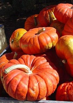 TROPICA - Kürbis - Rouge vif d'étampes (Cucurbita maxima) - 10 Samen