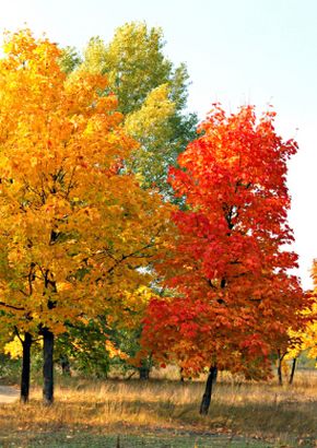 TROPICA - Rotahorn (Acer rubrum) - 20 Samen