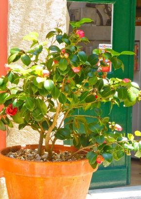 TROPICA - Japanische Kamelie (Camelia japonica) - 4 Samen