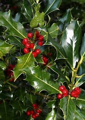 TROPICA - Stechpalme (Ilex aquifolium)  - 30 Samen