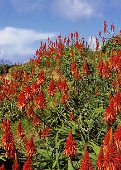 TROPICA - Weihnachts -Aloe (Aloe arborescens)  - 10 Samen