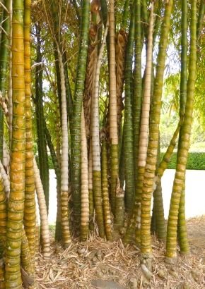 TROPICA - Buddhas Belly Bamboo (Dendrocalamus vulgaris) - 10 Samen