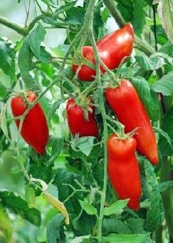 TROPICA - Tomaten - Andine Cornue - Andenhorn (Lycopersicon esculentum)  - 10 Samen