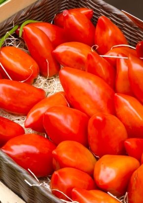 TROPICA - Tomaten - Andine Cornue - Andenhorn (Lycopersicon esculentum)  - 10 Samen