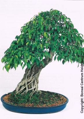 bonsai tree nursery Thyme Leaf Cotoneaster on 12