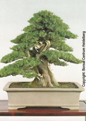 hundebademantel bambus PurePaw Hunde-Bademantel aus Bambusviskose