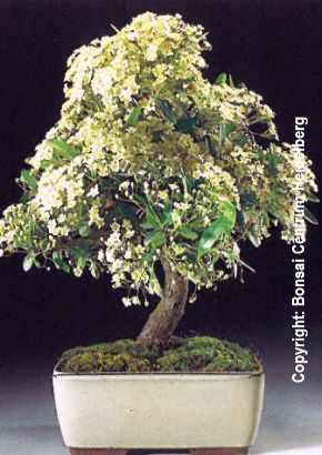 TROPICA - Schmalblttriger Feuerdorn (Pyracantha angustifolia) - 25 Samen