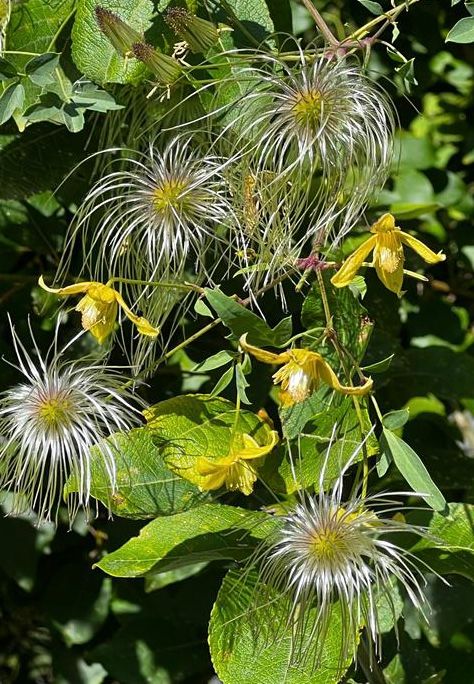 TROPICA - Mongolische Waldrebe (Clematis tangutica)  - 20 Samen