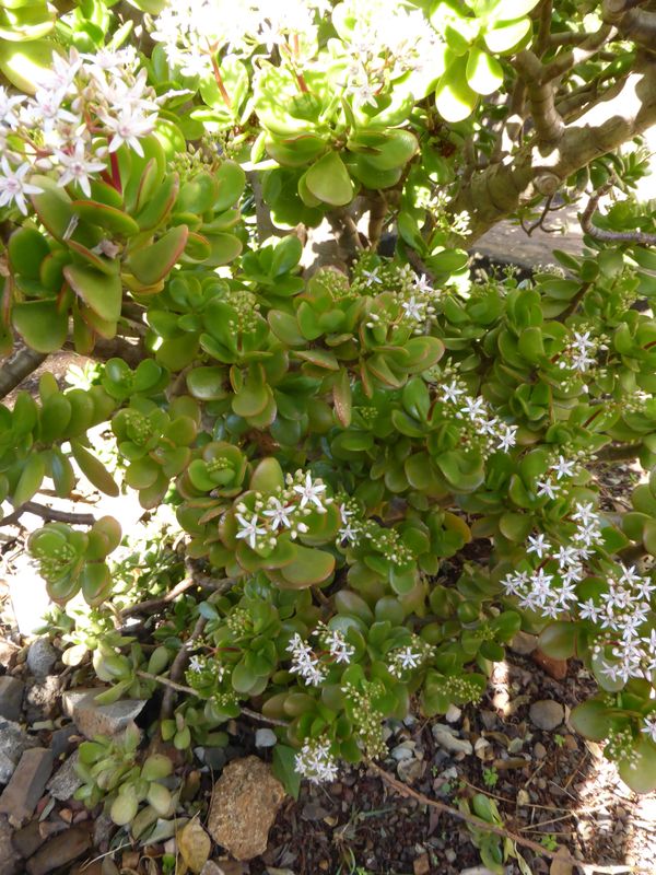 TROPICA - Geldbaum / Dickblatt (Crassula ovata) - 50 Samen