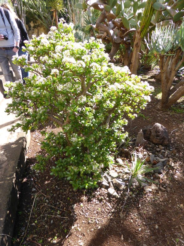 TROPICA - Geldbaum / Dickblatt (Crassula ovata) - 50 Samen