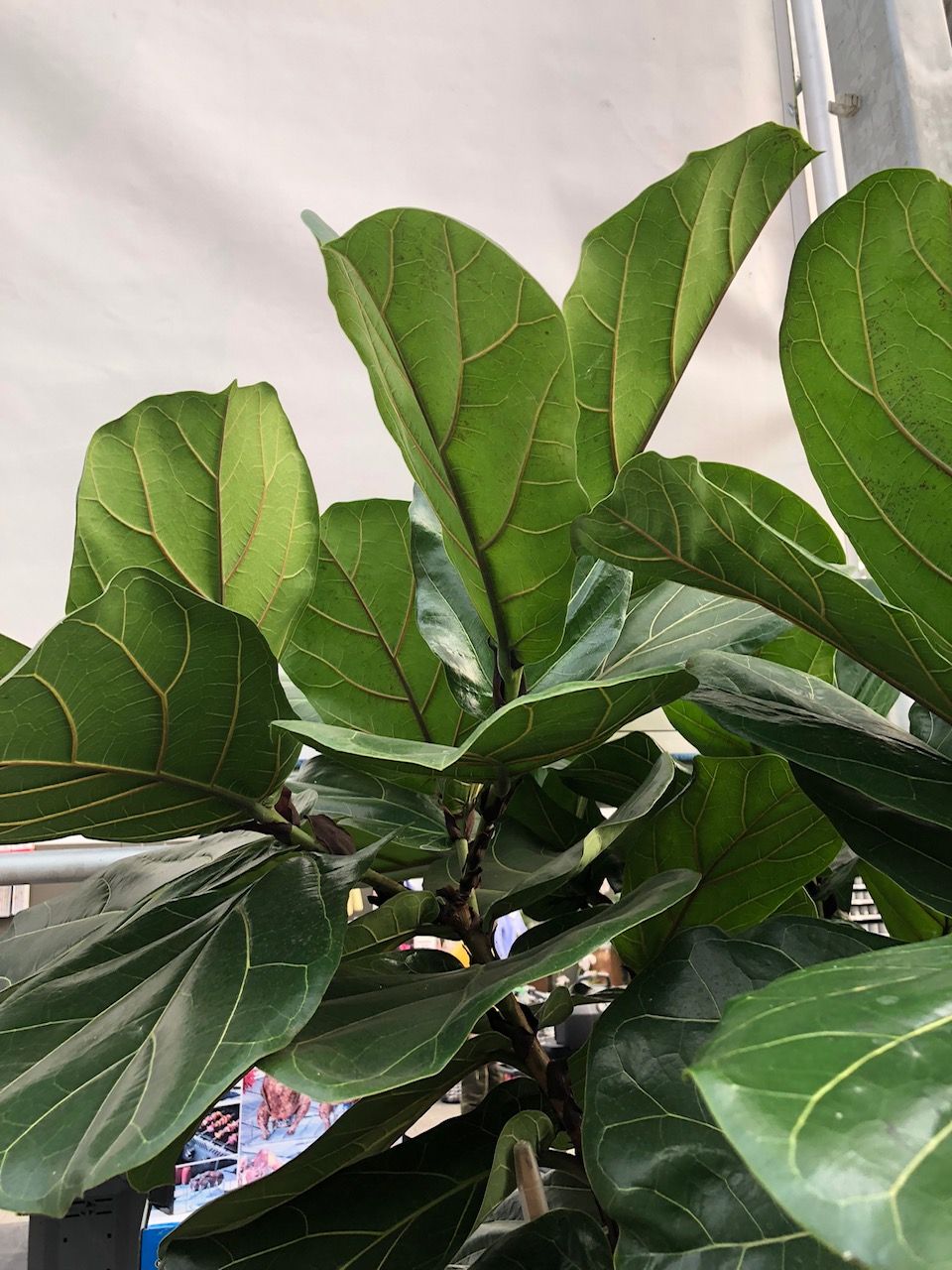 TROPICA - Geigenblatt-Ficus (Ficus lyrata) - 100 Samen