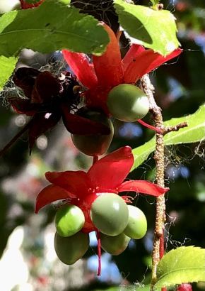 TROPICA - Micky-Mouse Plant (Ochna integerrima)  - 10 Samen