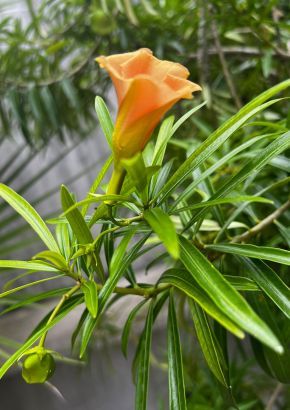 TROPICA - Tropischer Oleander / Orange (Thevetia neriifolia)  - 8 Samen  ( 2 Kapseln à 4 Samen !)