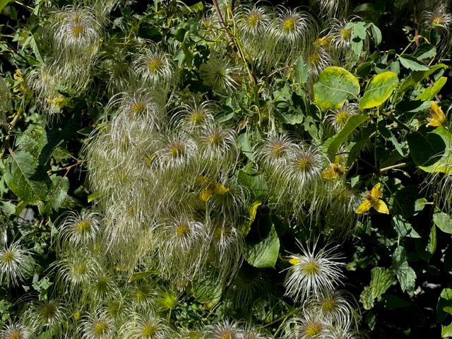 TROPICA - Mongolische Waldrebe (Clematis tangutica)  - 20 Samen