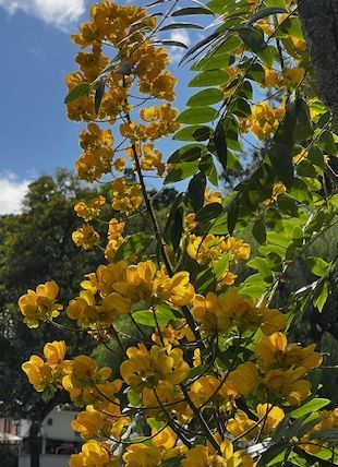 TROPICA - Spektakuläre Gold-Cassia (Cassia spectabilis)  - 20 Samen