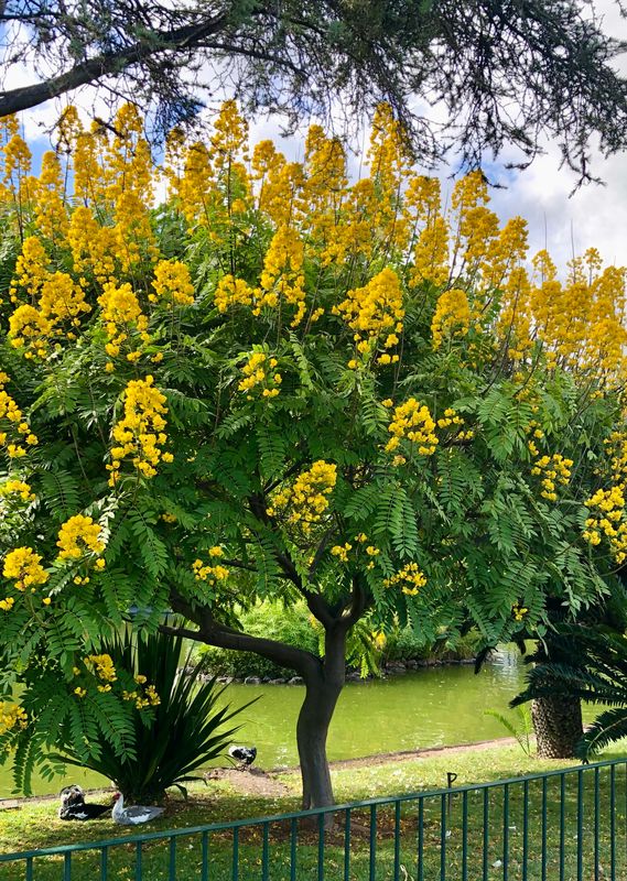 TROPICA - Spektakuläre Gold-Cassia (Cassia spectabilis)  - 20 Samen