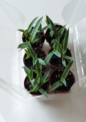 agave in english Agave ovatifolia Kraken main image 1