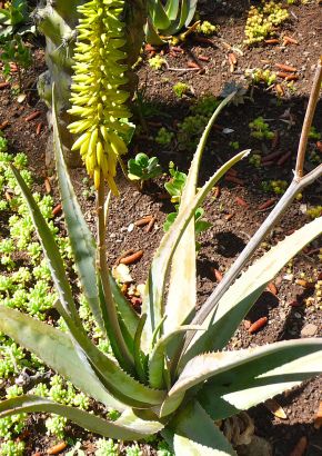 TROPICA - Aloe vera / Echte Aloe (Aloe vera syn. Aloe barbadensis Mill.) -  10 Samen
