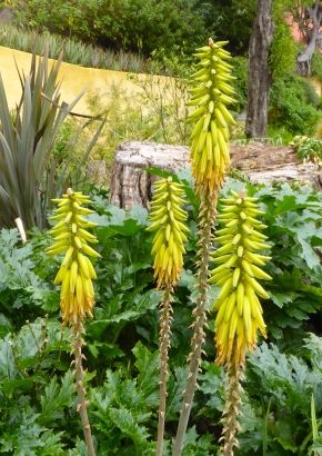TROPICA - Aloe vera / Echte Aloe (Aloe vera syn. Aloe barbadensis Mill.) -  10 Samen