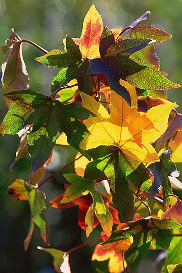 TROPICA - Amerikanischer Amberbaum (Liquidamber styraciflua) - 50 Samen