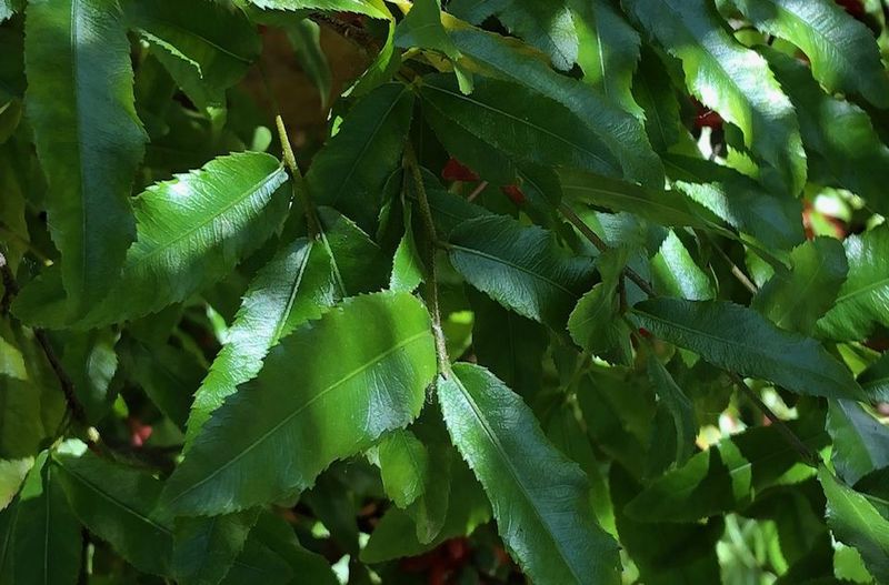 TROPICA - Micky-Mouse Plant (Ochna integerrima)  - 10 Samen