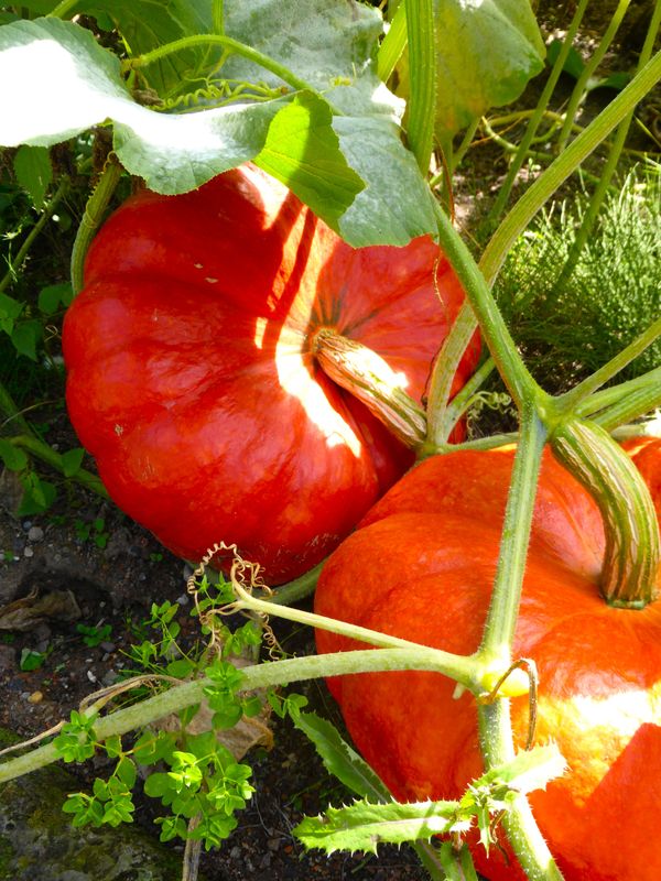 TROPICA - Kürbis - Rouge vif d'étampes (Cucurbita maxima) - 10 Samen
