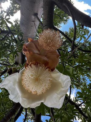 TROPICA - Affenbrotbaum (Adansonia digitata) - 6 Samen