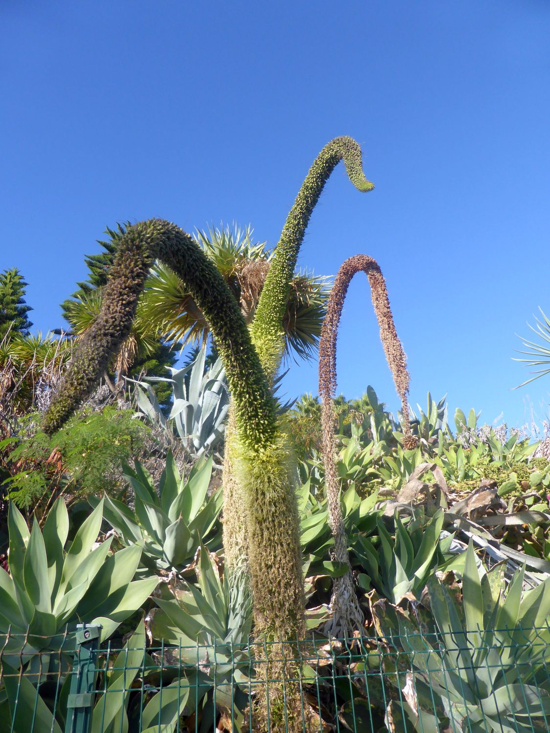 TROPICA - Schwanenhals-Agave (Agave attenuata) - 15 Samen