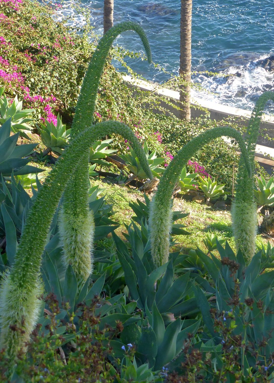 TROPICA - Schwanenhals-Agave (Agave attenuata) - 15 Samen