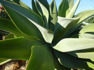 TROPICA - Schwanenhals-Agave (Agave attenuata) - 15 Samen