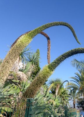 TROPICA - Schwanenhals-Agave (Agave attenuata) - 15 Samen