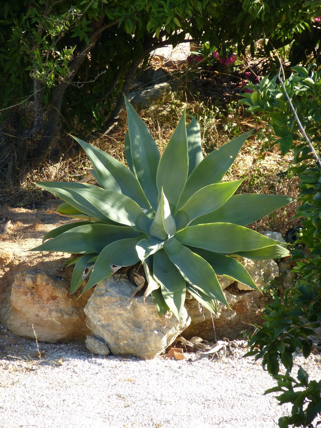 TROPICA - Schwanenhals-Agave (Agave attenuata) - 15 Samen