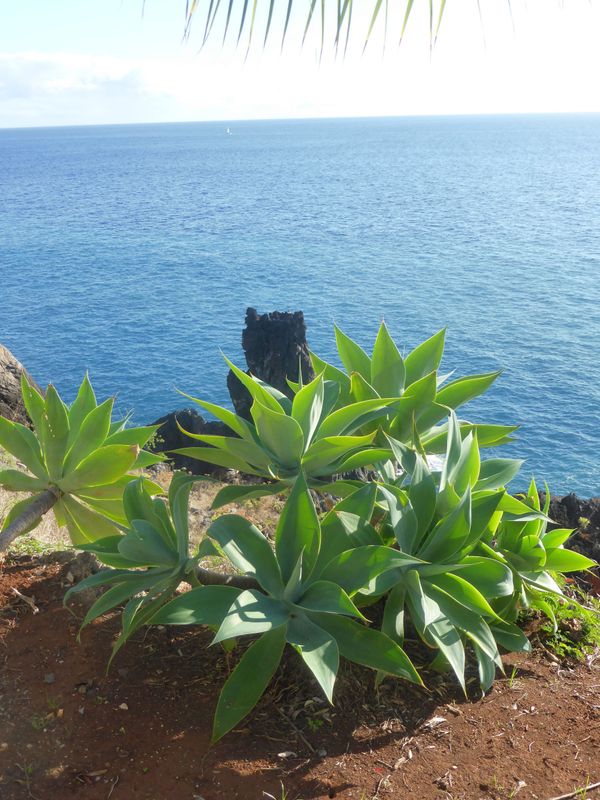 TROPICA - Schwanenhals-Agave (Agave attenuata) - 15 Samen