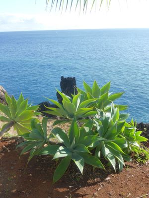 TROPICA - Schwanenhals-Agave (Agave attenuata) - 15 Samen