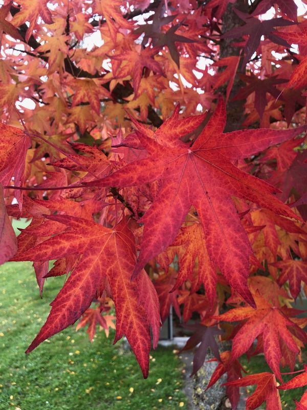 TROPICA - Amerikanischer Amberbaum (Liquidamber styraciflua) - 50 Samen