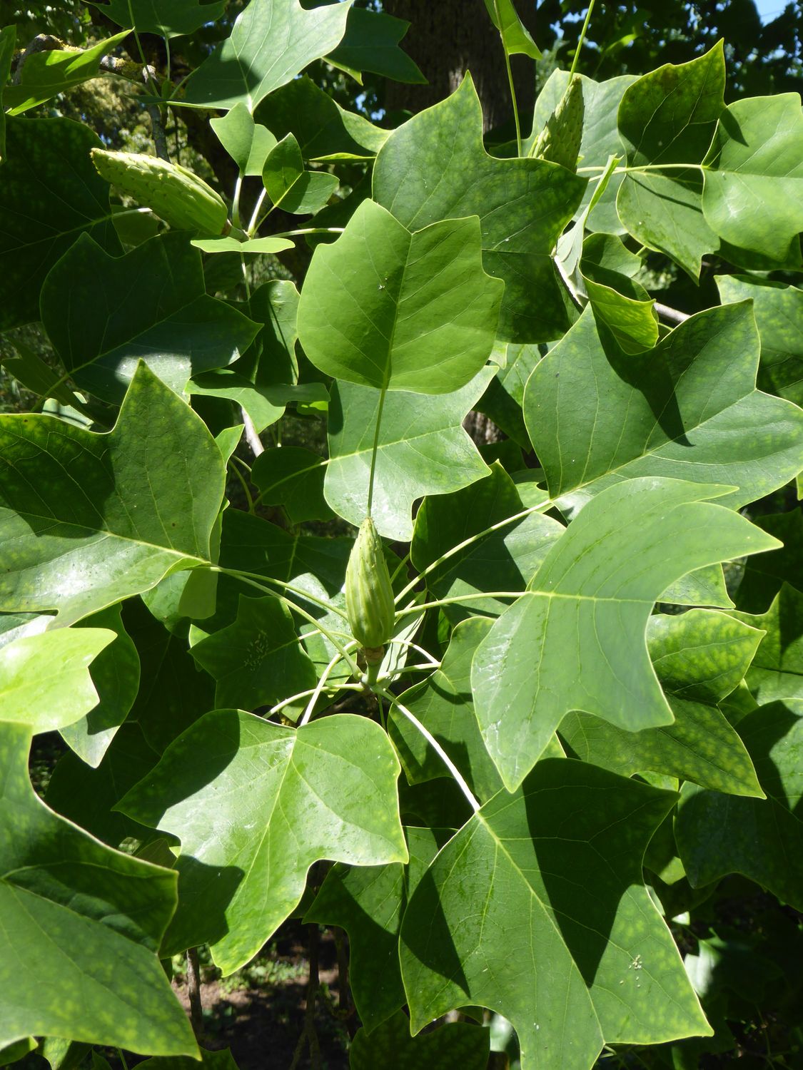 xkko mullwindeln bambus Mullwindel 