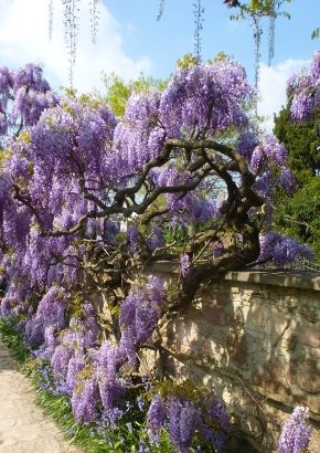 wisteria bonsai samen Seedeo Blauregen (Wisteria sinensis) 8 Samen