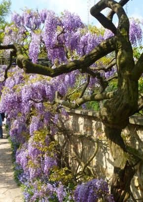 TROPICA - Blauregen (Wisteria sinensis "blue") - 4 Samen