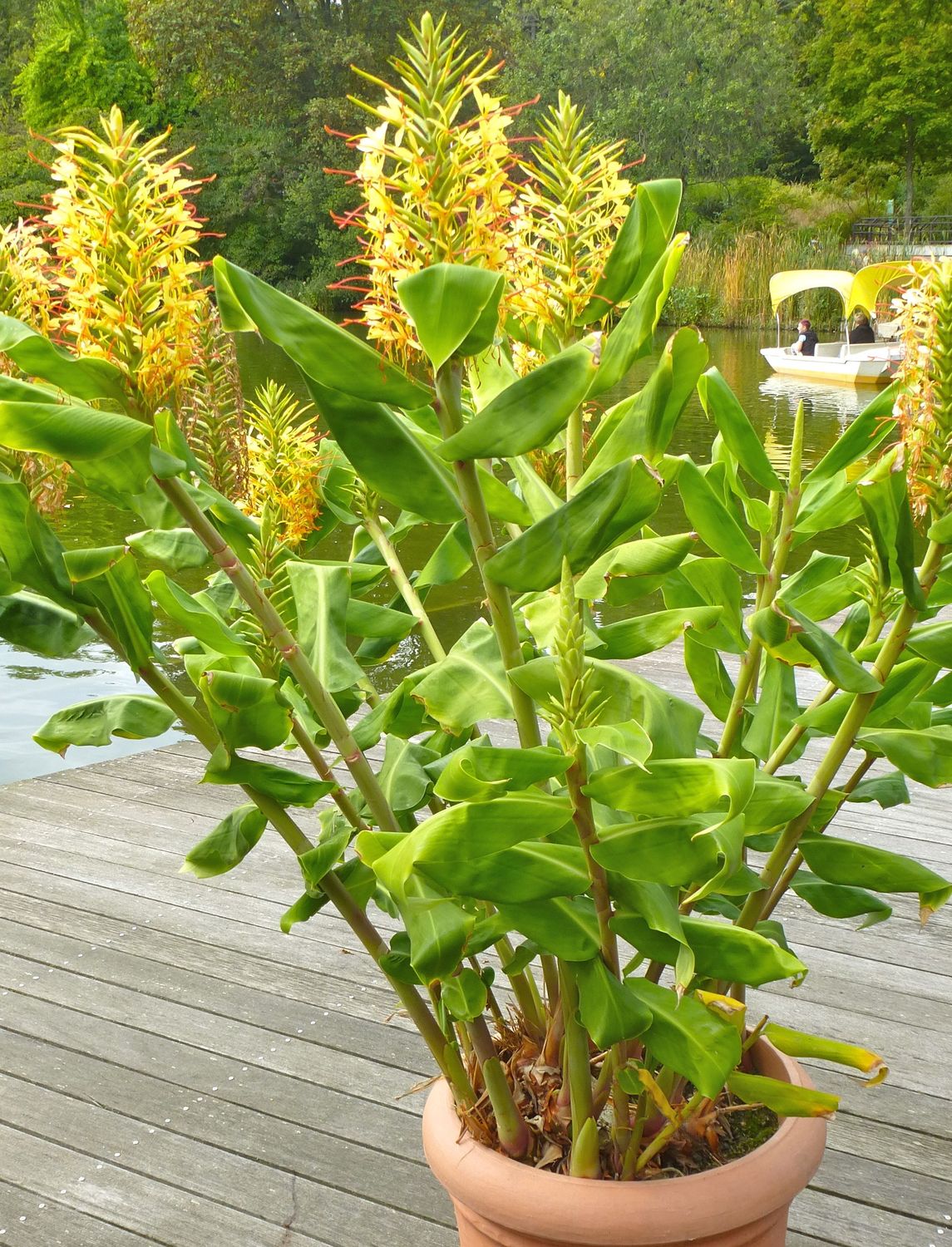 TROPICA - Riesen-Schmetterlingsblume (Hedychium gardnerianum) - 10 Samen
