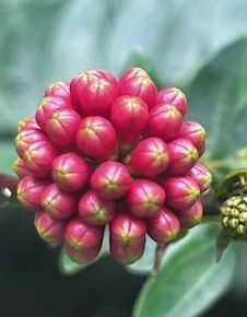 TROPICA - Puderquastenbaum (Calliandra haematocephala) - 10 Samen