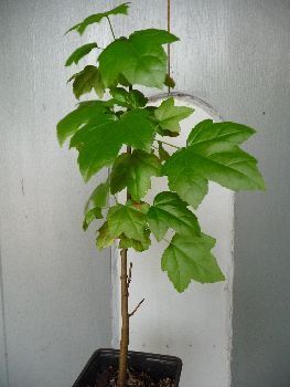 TROPICA - Amberbaum (Liquidambar styraciflua) - 50 Samen