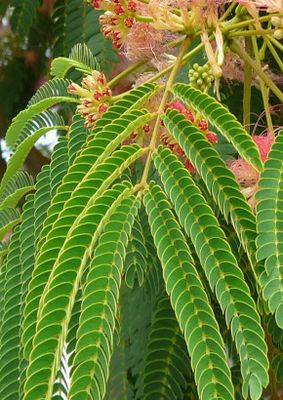 TROPICA - Schlafender Seidenbaum (Albizzia julibrissin `Rosea`) - 50 Samen