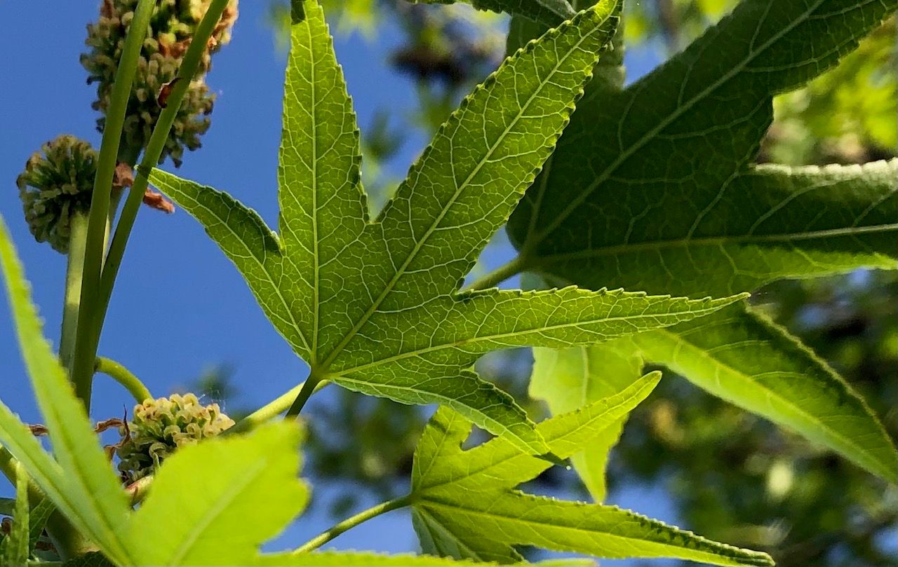 TROPICA - Amberbaum (Liquidambar styraciflua) - 50 Samen