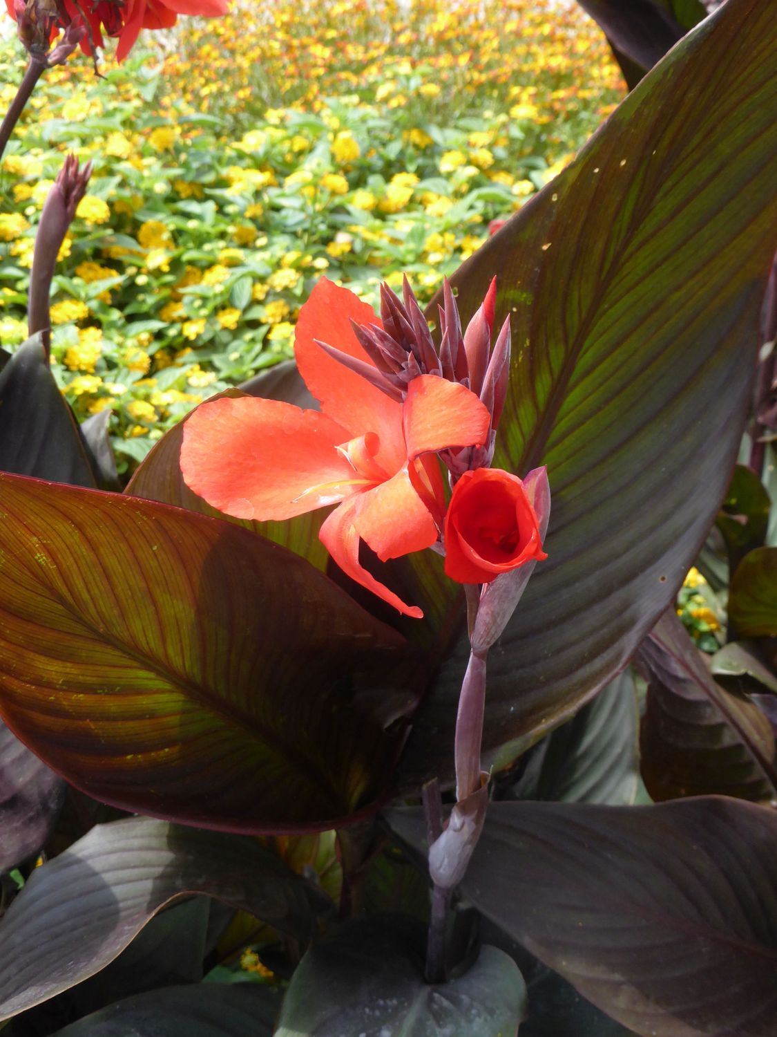 TROPICA - Indisches Blumenrohr (Canna indica) - 20 Samen
