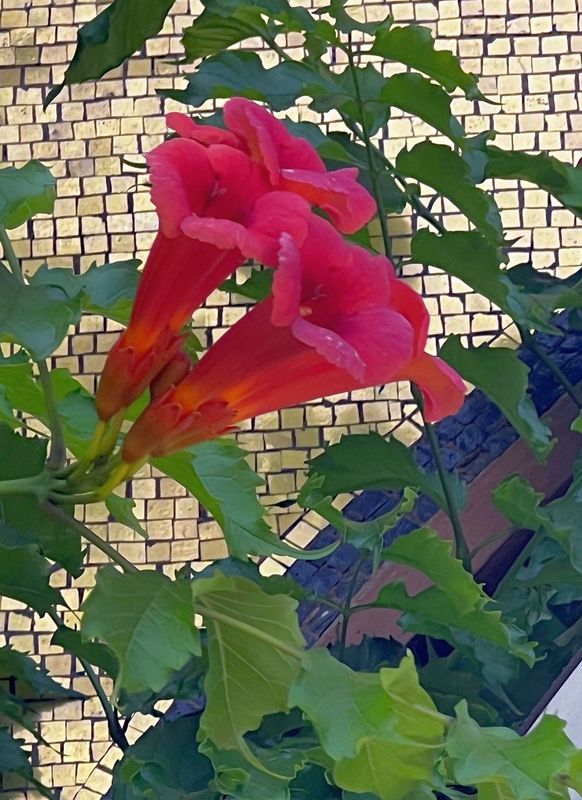 TROPICA - Rote Klettertrompete ( Campsis radicans grandiflora ) - 25 Korn