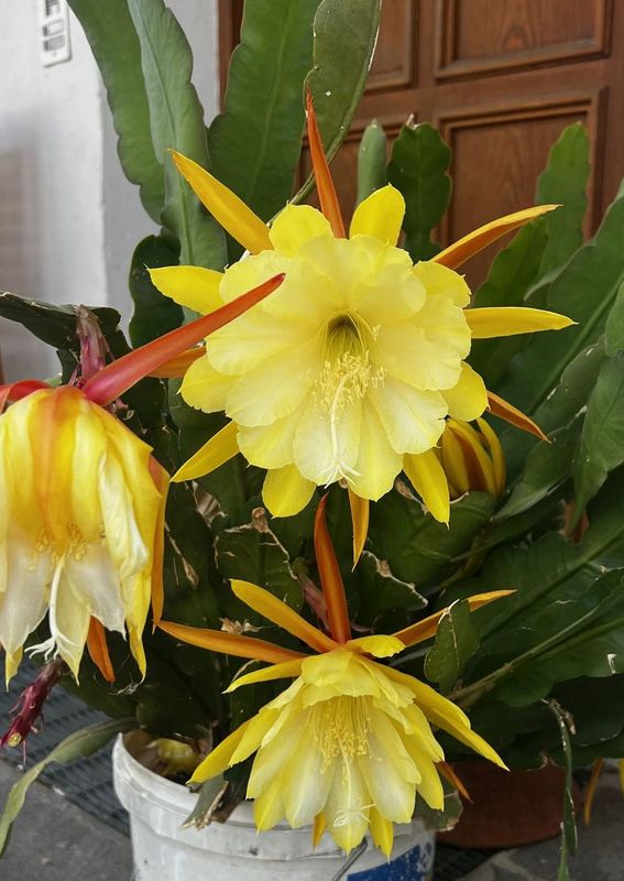 TROPICA - Kakteen - Orchideenkaktus (Epiphyllum oxypetalum) - 20 Korn