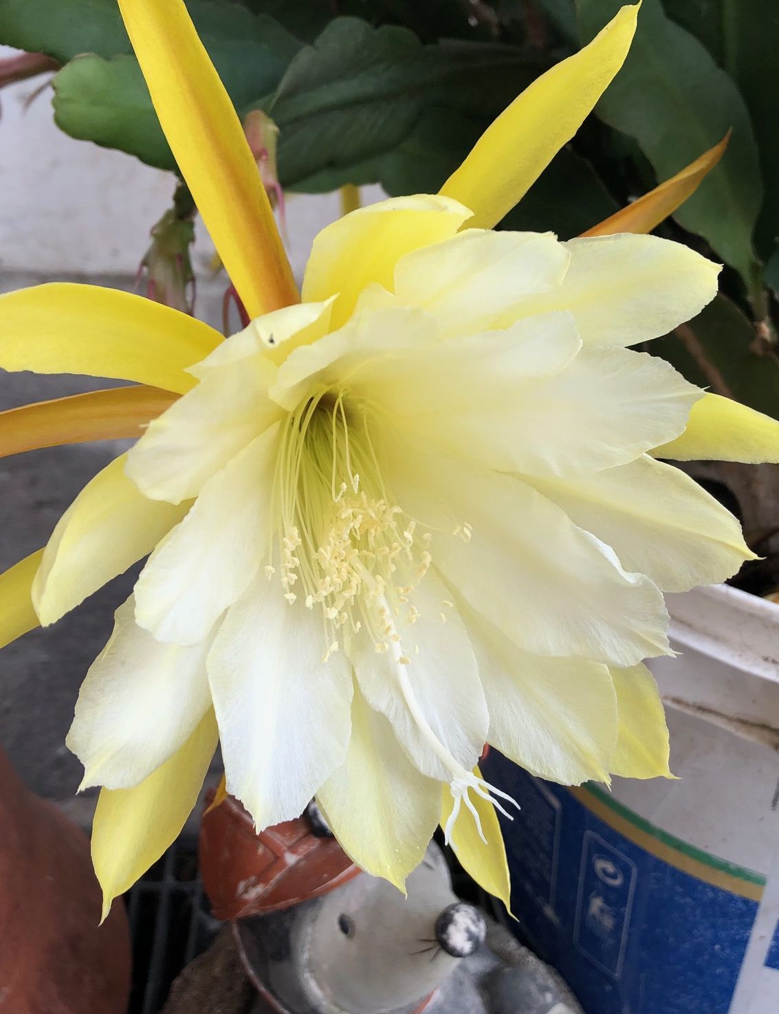 TROPICA - Kakteen - Orchideenkaktus (Epiphyllum oxypetalum) - 20 Samen