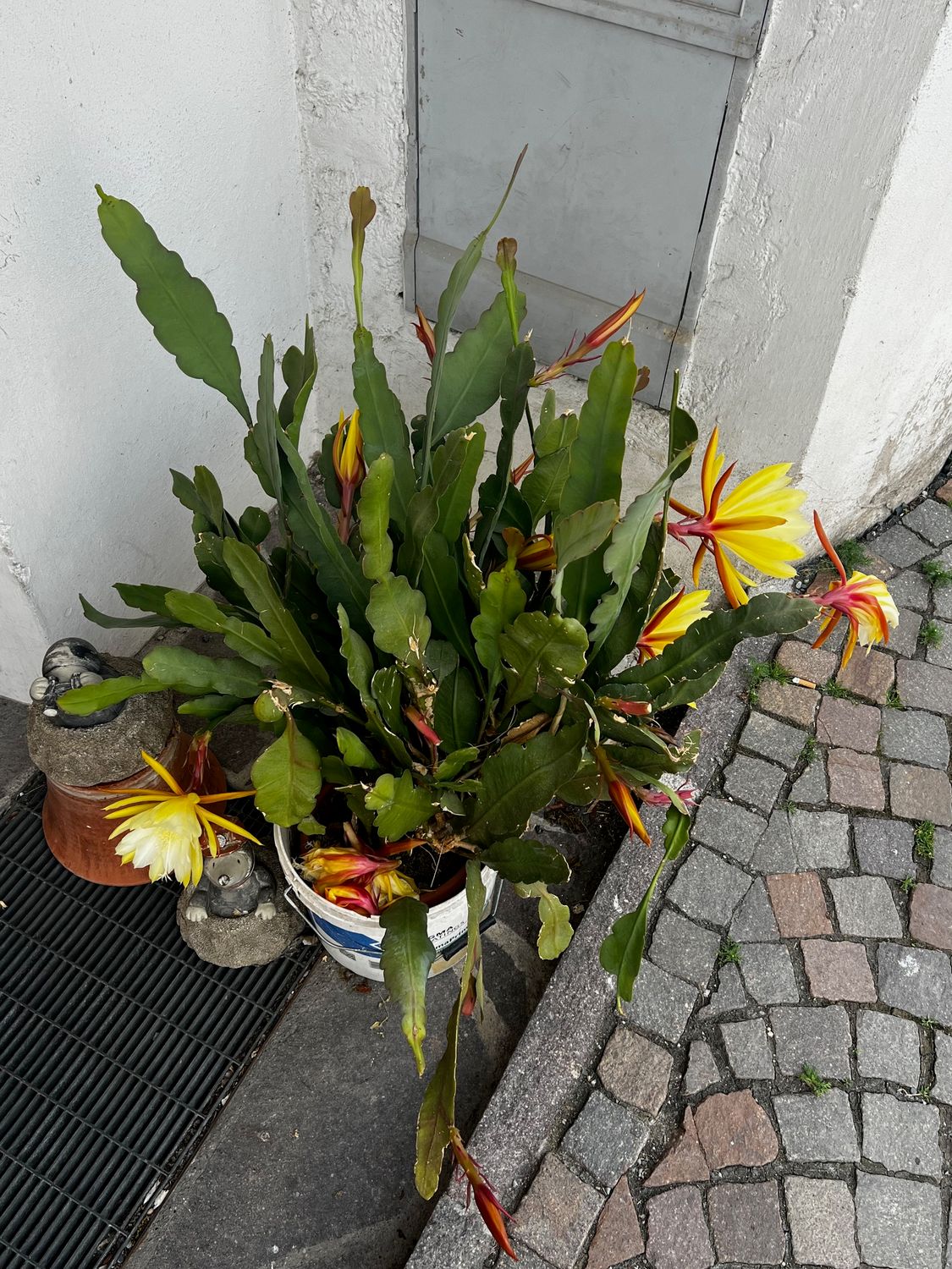 TROPICA - Kakteen - Orchideenkaktus (Epiphyllum oxypetalum) - 20 Samen