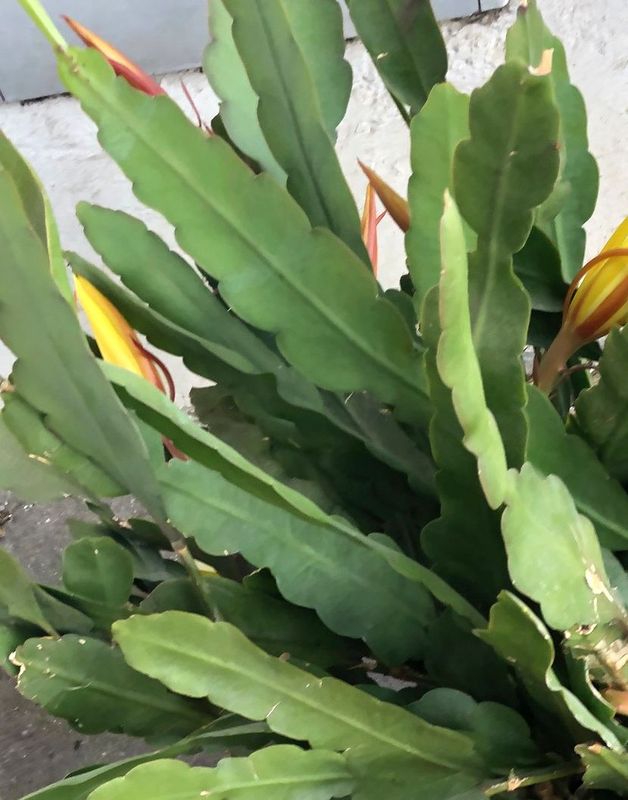 TROPICA - Kakteen - Orchideenkaktus (Epiphyllum oxypetalum) - 20 Korn